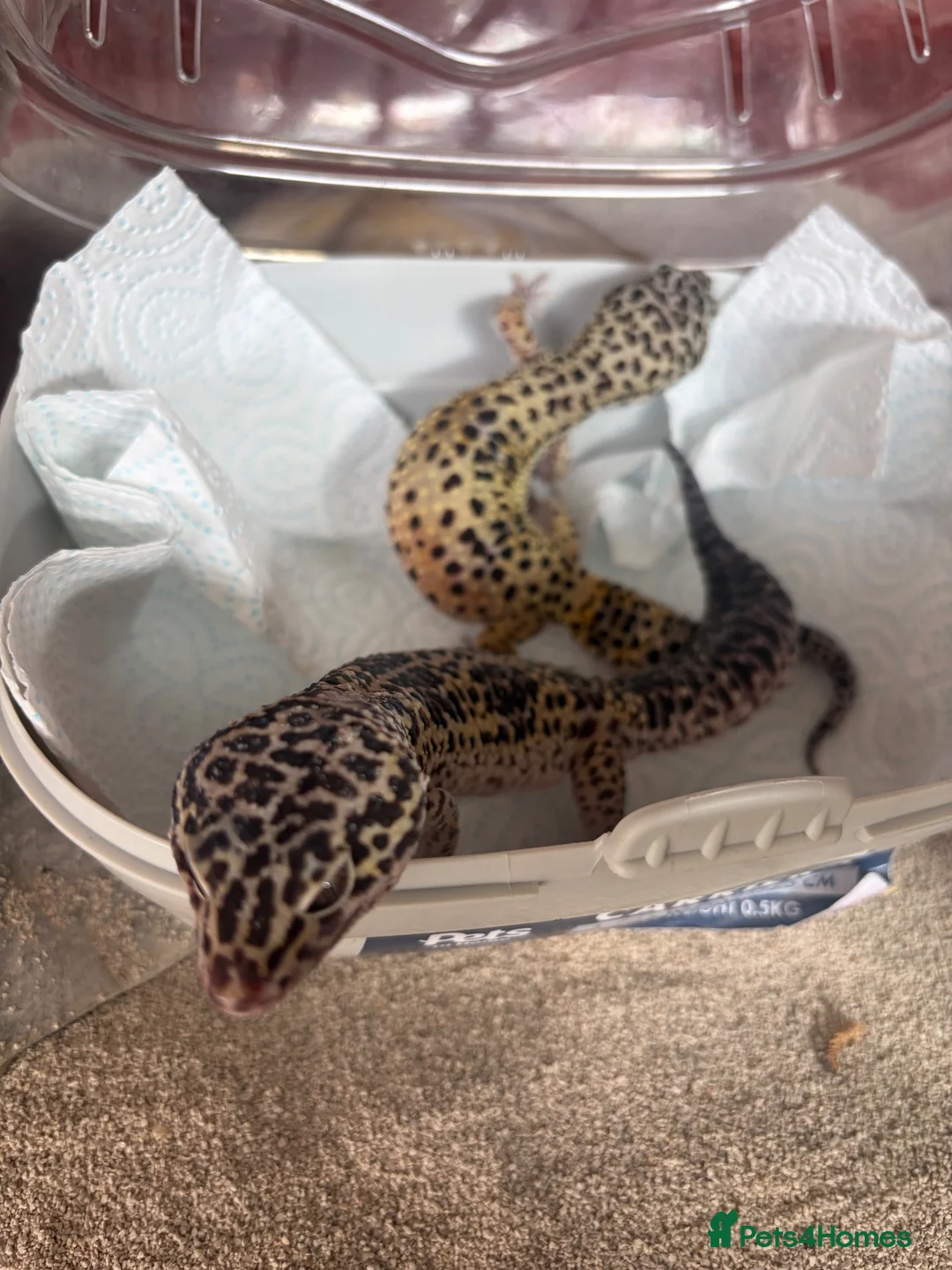 Leopard Gecko reptiles for sale: leopard geckos 1male/1female with exoterra viv in March - Advert 1