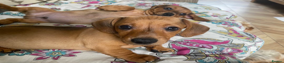 Dachshund Puppy 2