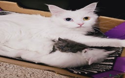 Maine Coon cats for sale: Maine Coon  - Image 18