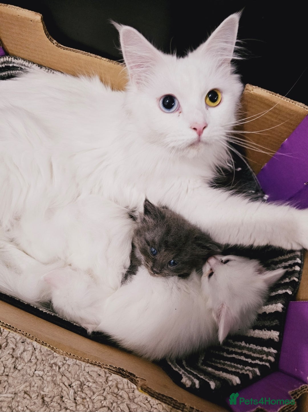 Maine Coon cats for sale: Maine Coon  - Image 18