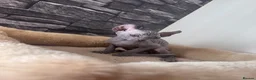 Sphynx cats for sale: 🐈‍⬛🐾 Sphynx elf's / Canadian kittens  - Advert 15