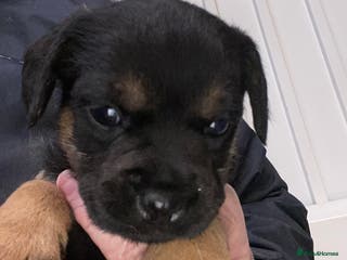 Border Terrier dogs One blue and tan border terrier boy left - Advert 9