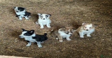 Border Collie dogs - Advert 5