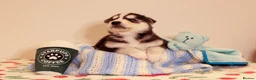 Siberian Husky dogs for sale: Pedigree husky puppies  in Clacton-on-Sea - Advert 13