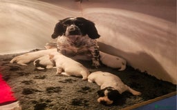 Cocker Spaniel dogs for sale: Goregous Litter of Cocker Spaniel Puppies  - Image 15
