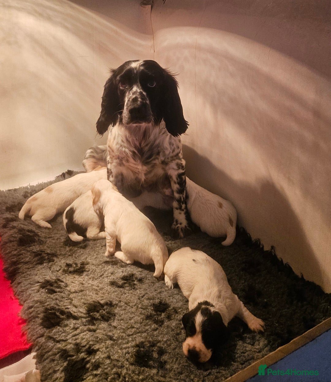 Cocker Spaniel dogs for sale: Goregous Litter of Cocker Spaniel Puppies  - Image 15