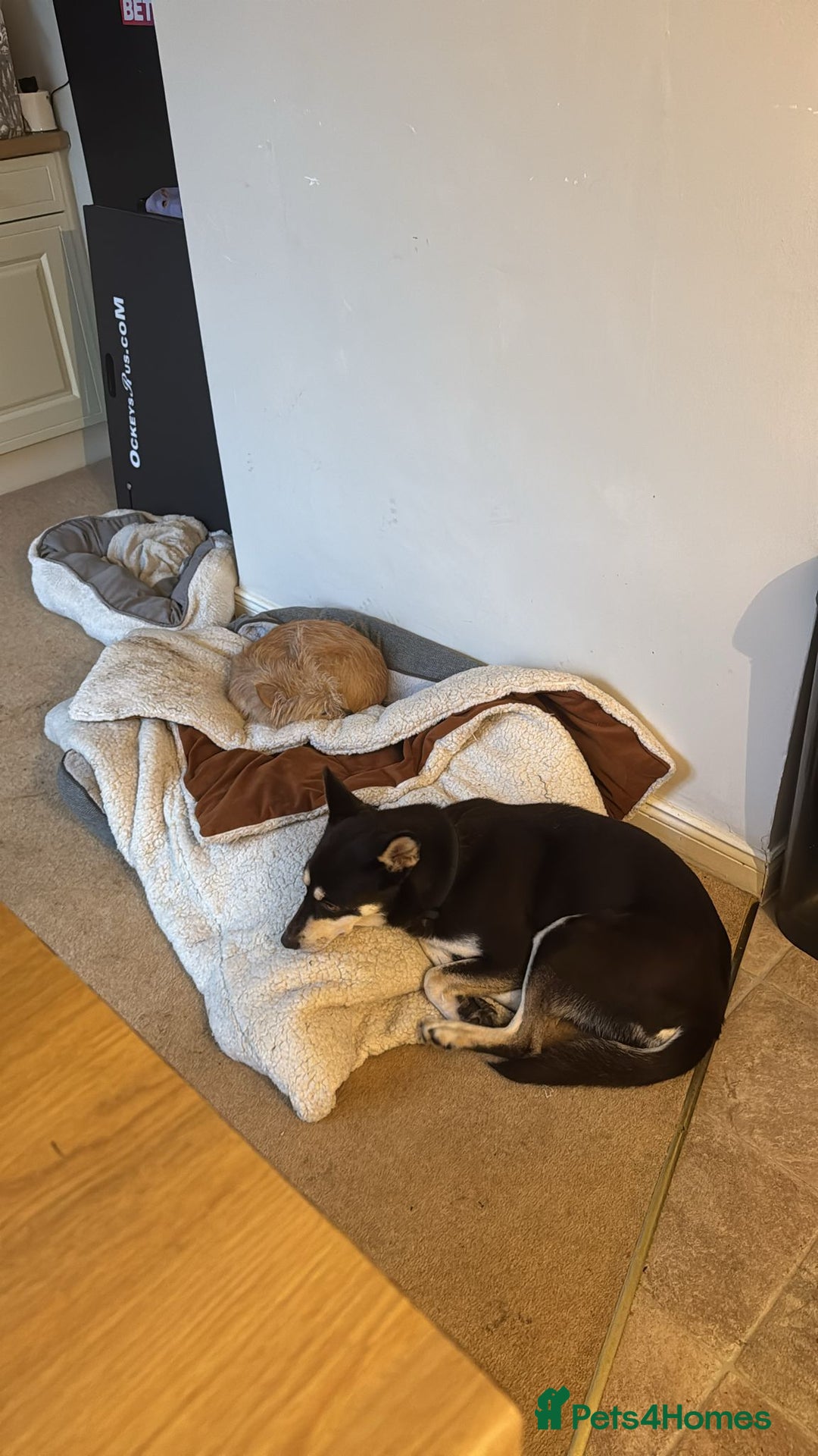 Mixed Breed dogs for adoption: ❤️Azara❤️: 3-year-old small-to-low-medium girl  - Advert 9