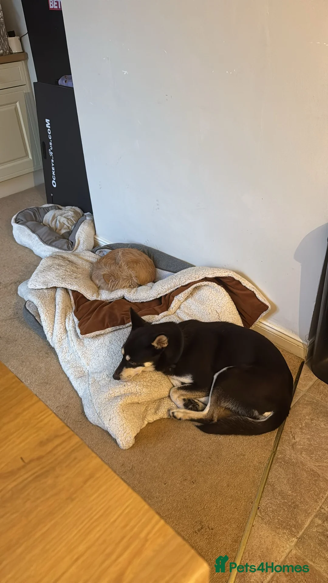 Mixed Breed dogs for adoption: ❤️Azara❤️: 3-year-old small-to-low-medium girl  - Advert 9