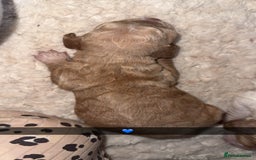 Cocker Spaniel dogs for sale: 7 beautiful cocker spaniel puppies 🩷💙 - Advert 14