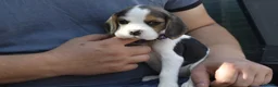 Beagle dogs for sale: Beautiful beagle puppies  - Advert 30