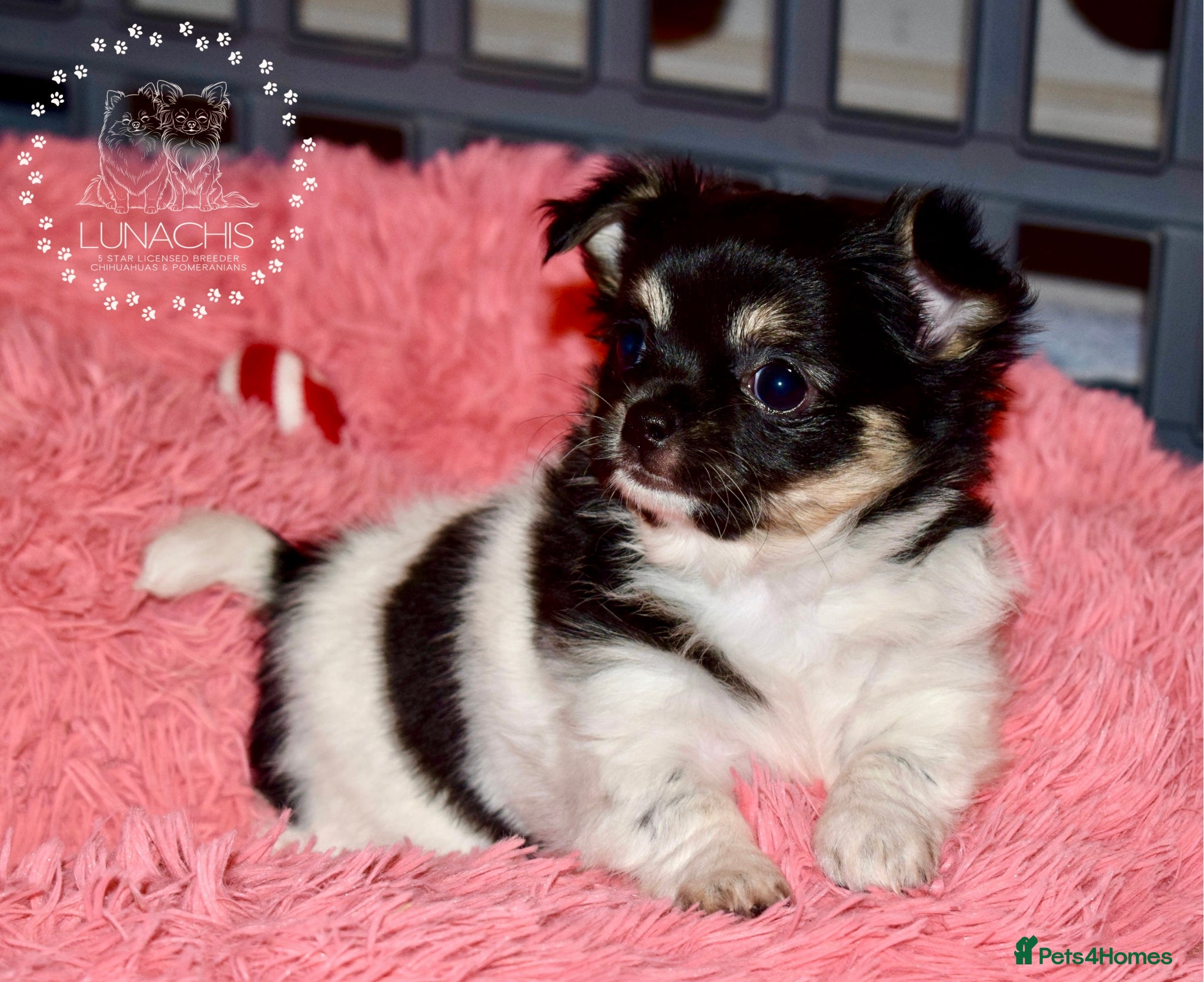Chihuahua dogs Beautiful long coat chihuahua puppies - Advert 13
