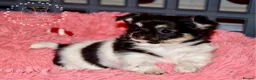 Chihuahua dogs for sale: Beautiful long coat chihuahua puppies - Advert 2
