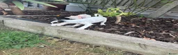 Jack Russell dogs for sale: Jack Russell terrier pups for sale - Advert 6
