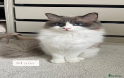Ragdoll cats for sale: Purebred Ragdolls – Ready to Reserve Now 🍼 - Image 3