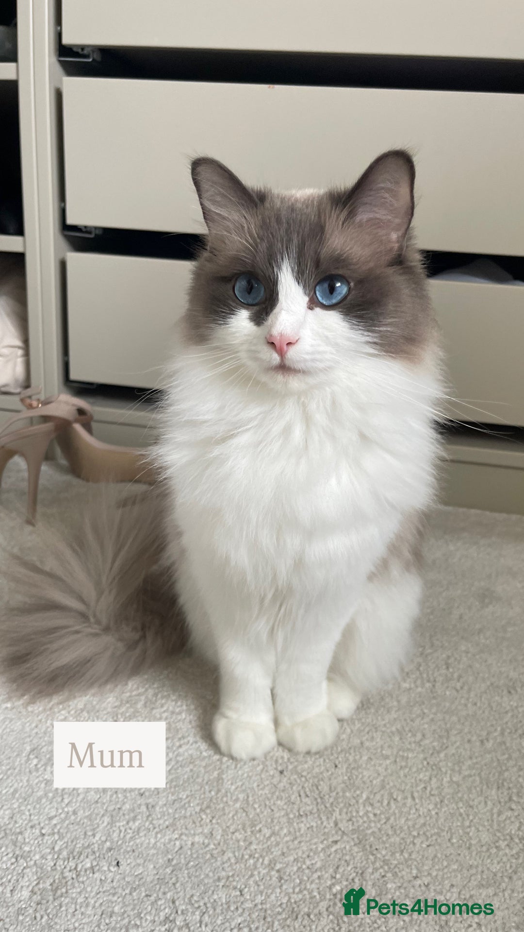 Ragdoll cats for sale: Purebred Ragdolls – Ready to Reserve Now 🍼 - Image 3