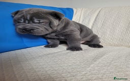 Shar Pei dogs for sale: Shar Pei Puppies - Ready 04/09/25 - Image 31