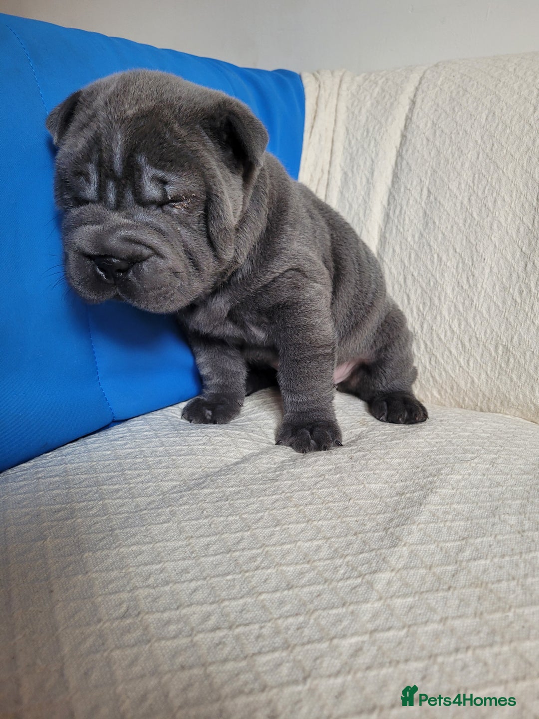Shar Pei dogs for sale: Shar Pei Puppies - Ready 04/09/25 - Image 31