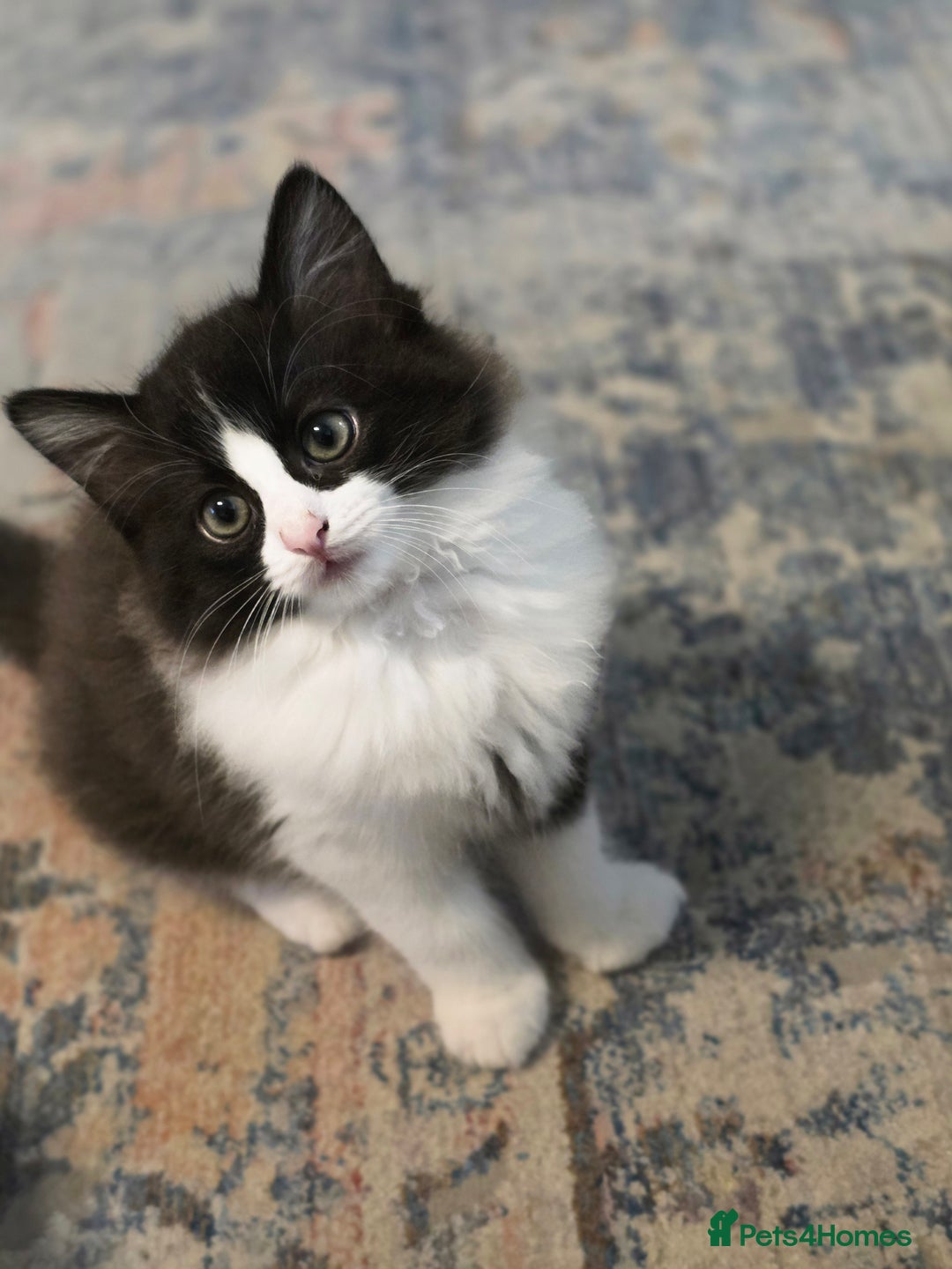 Ragdoll cats for sale: Beautiful Ragdoll x Norwegian forest cross kittens - Image 3