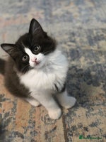 Ragdoll cats - Advert 1