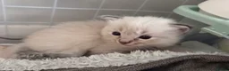Ragdoll cats for sale: 7 beautiful ragdoll kittens  - Advert 25