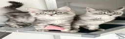 Maine Coon cats for sale: GCCF Maine coon kittens in Selby - Advert 7