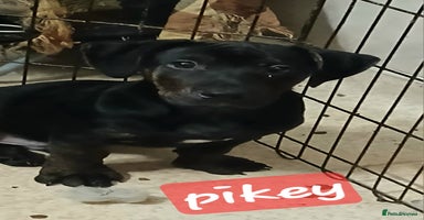 Mixed Breed dogs Staffyxjackrussell pups - Advert 5