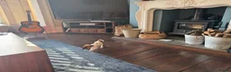 Jack Russell dogs for sale: Lively Jack Russell puppies - Advert 5