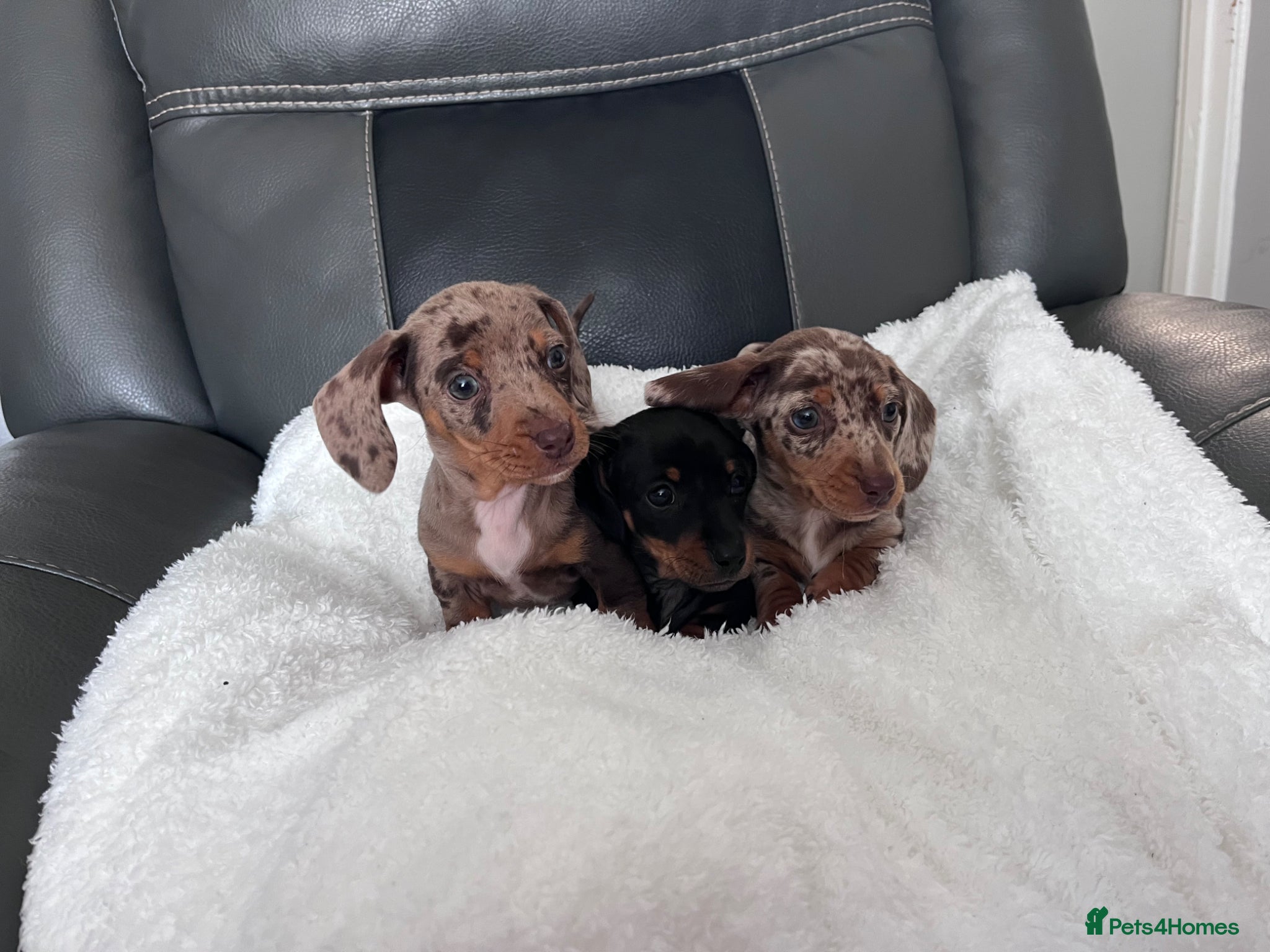 Miniature Dachshund dogs Miniature dachshund puppies KC REG PRA CLEAR - Advert 7