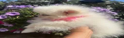 Pomeranian dogs for sale: one little girl Pomeranian puppies - Advert 4