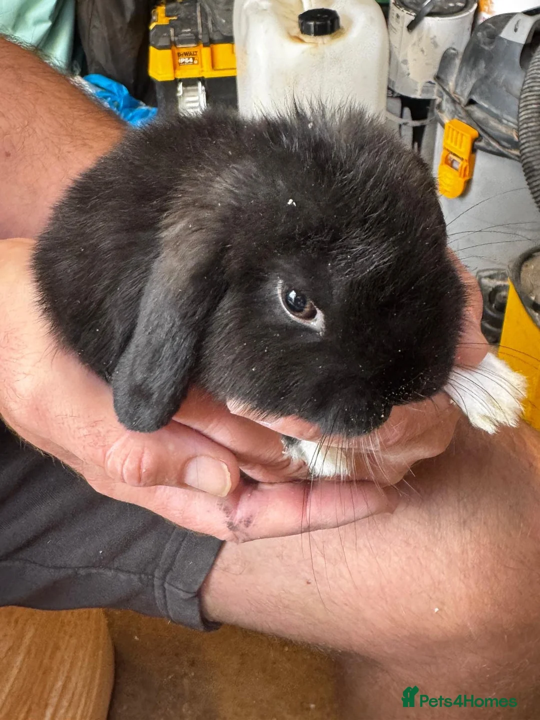 Mini Lop rabbits for sale: Gorgeous Mini Lops  - Advert 1