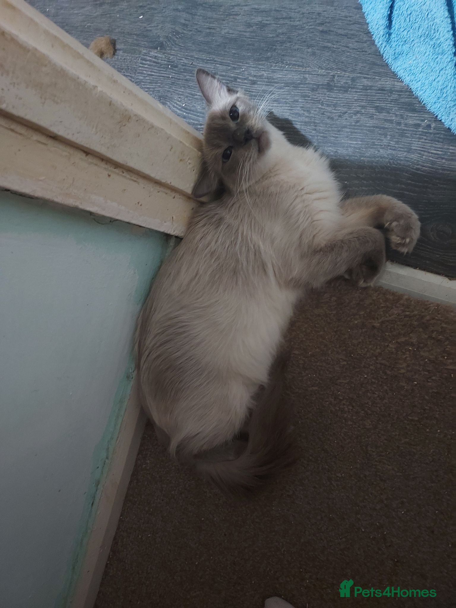 Ragdoll cats Bluepoint ragdoll kittens  - Advert 5