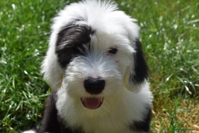 Old English Sheepdog dogs Stunning KC Reg Old English Sheepdog Pup LOUIE - Advert 3
