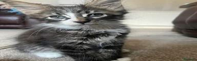 Maine Coon Jasper