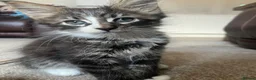 Maine Coon cats for sale: Beautiful Pedigree Maine Coon Kittens  - Advert 15