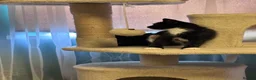 Mixed Breed cats for sale: Beautiful little kittens - Advert 3