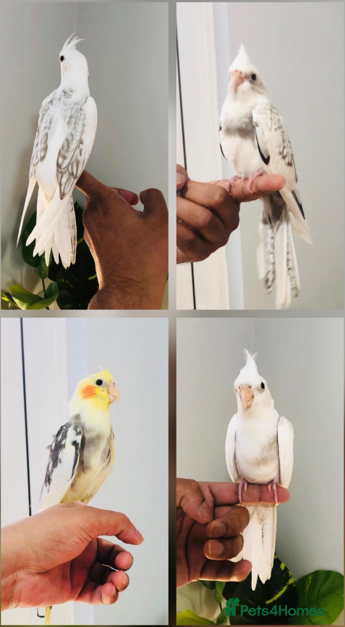 Cockatiels birds Beautiful hand tamed cockatiels for sale. - Advert 1