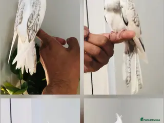 Cockatiels birds Beautiful hand tamed cockatiels for sale. - Advert 1