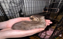 Mixed Breed cats for sale: 7 Mixed Kittens - Ginger, Tabby, Calico, White - Image 4