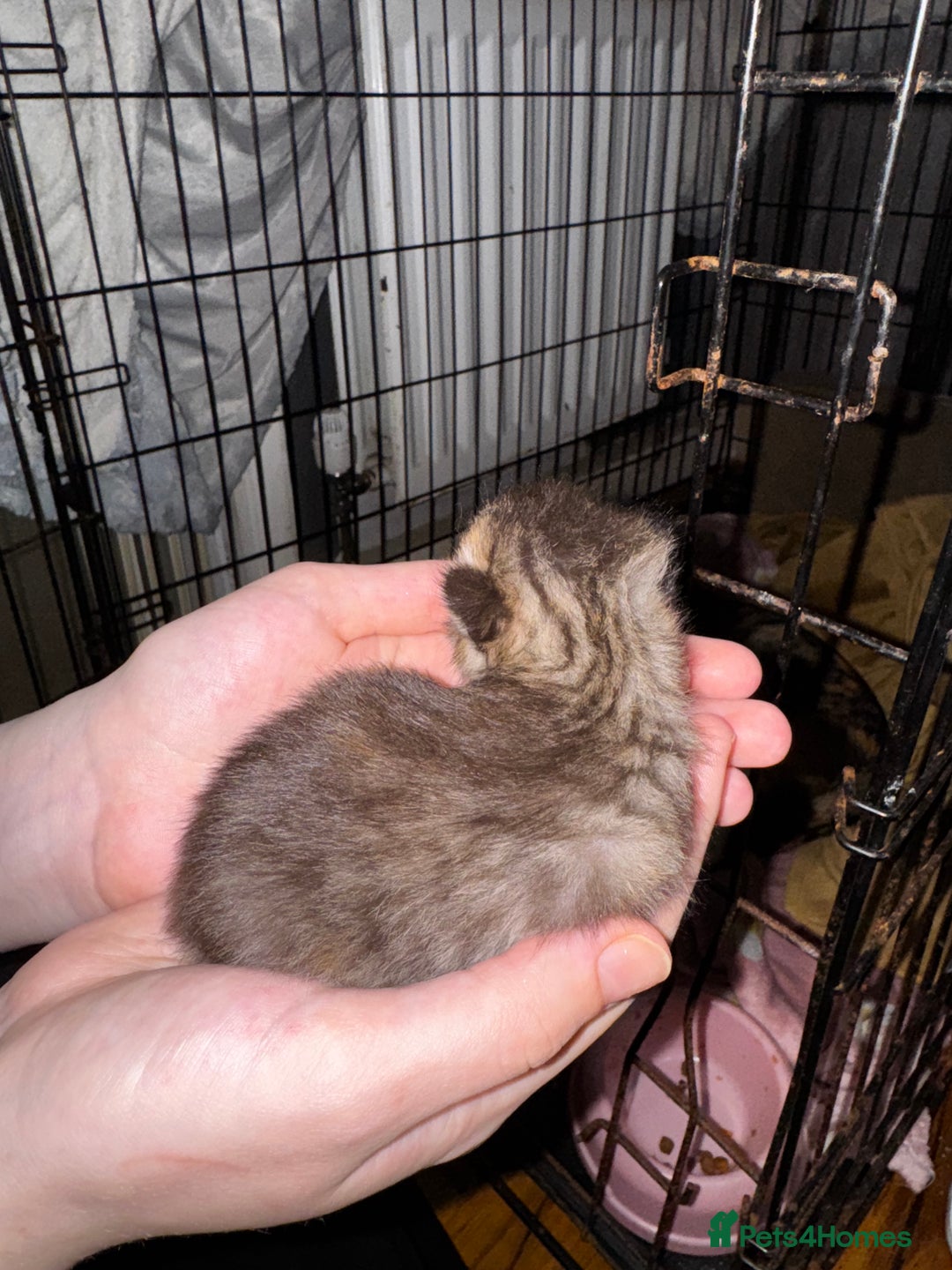 Mixed Breed cats for sale: 7 Mixed Kittens - Ginger, Tabby, Calico, White - Image 4