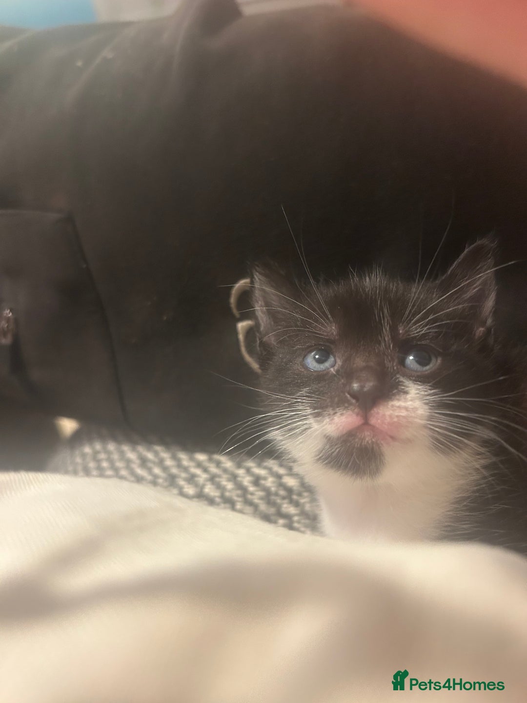 Domestic Shorthair cats for sale: 2 gorgeous female kittens - Image 5