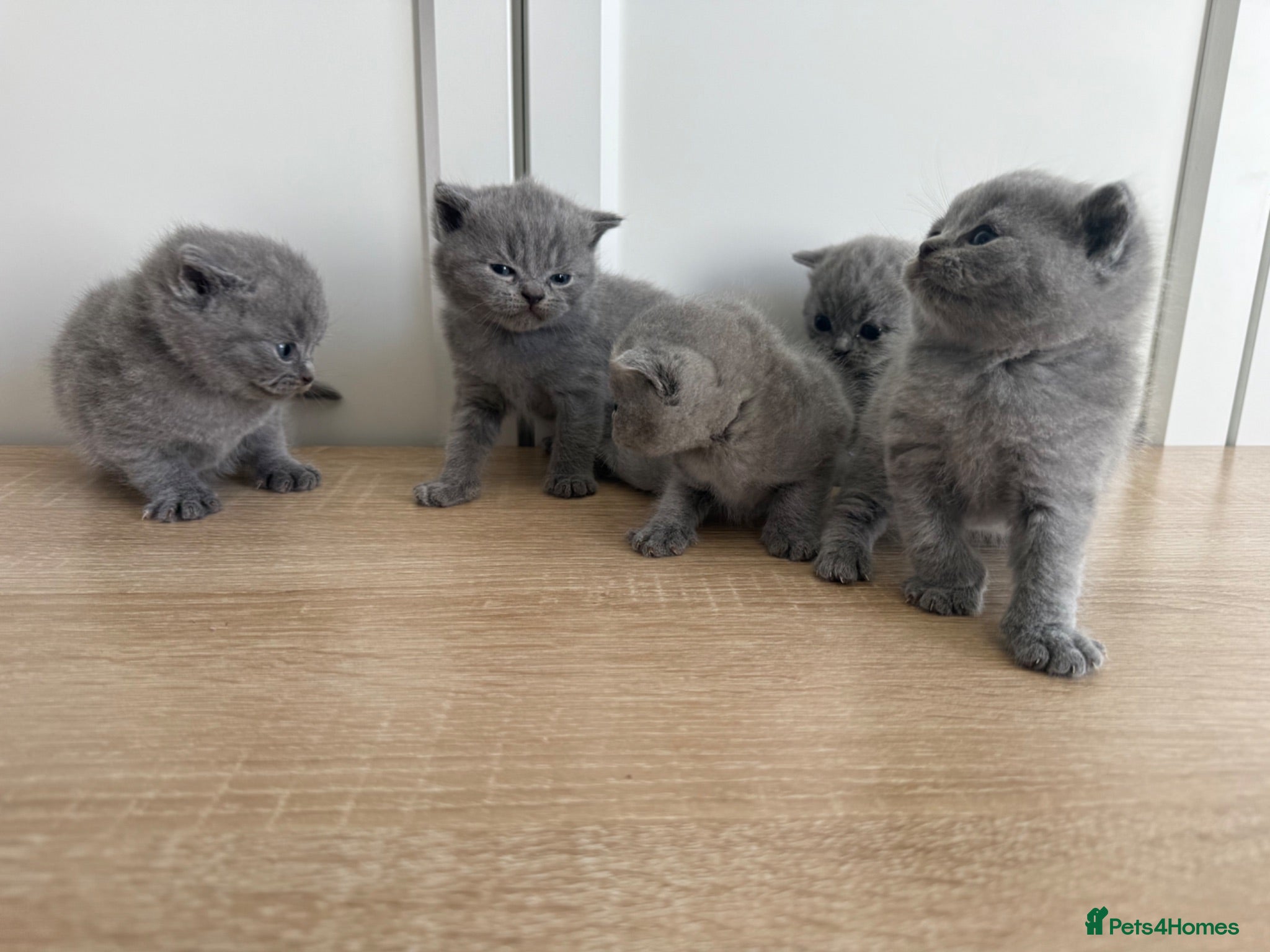 Brazilian Shorthair cats Full British short hair kittens  - Advert 1