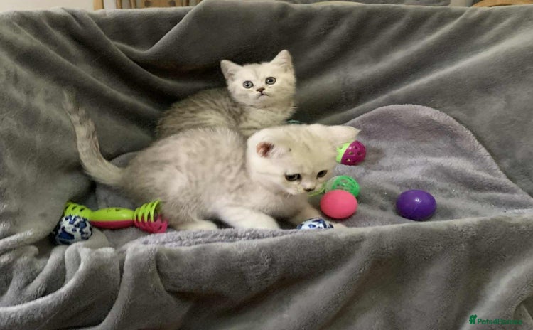 British Shorthair cats - Advert 7