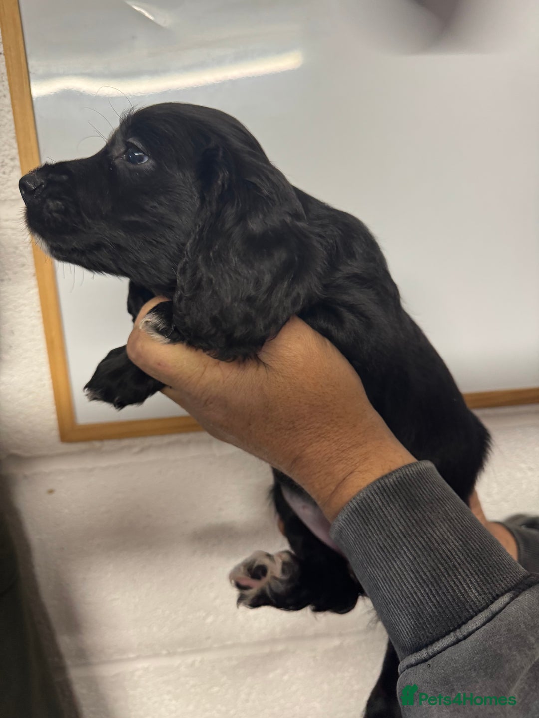 Sprocker dogs for sale: Sprocker Spaniel Pups- Ready To Go - Image 19
