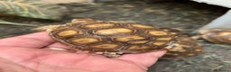 Tortoise reptiles for sale: Sulcata and Hermann Hatchlings  - Advert 4