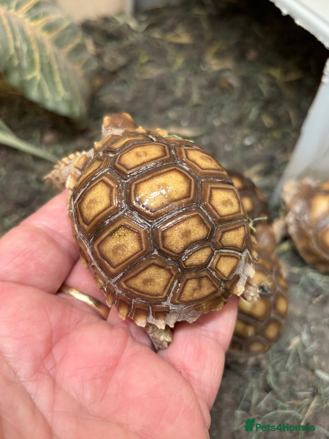 Tortoise reptiles for sale: Sulcata and Hermann Hatchlings  - Advert 4