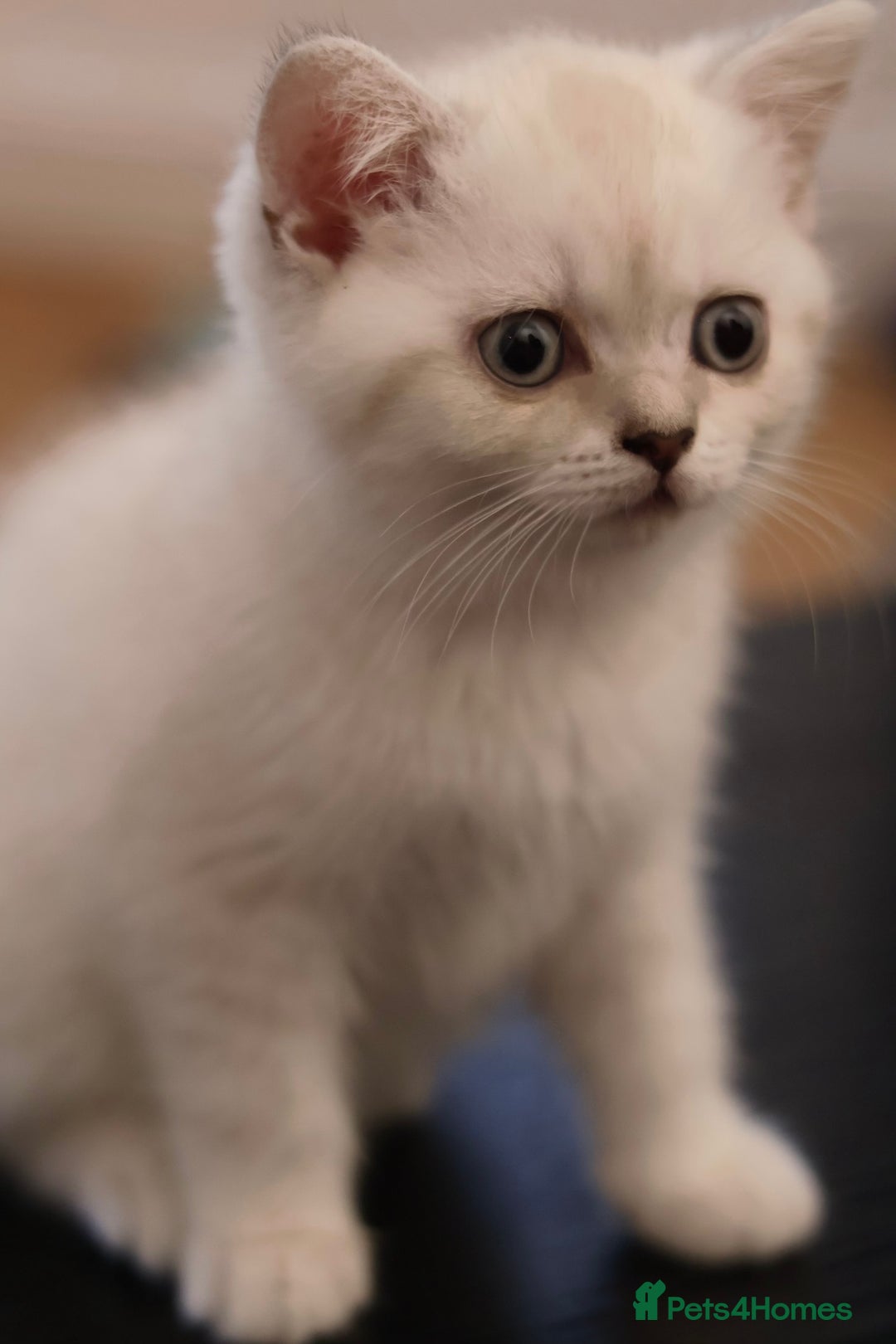 British Shorthair cats for sale: Rare Silver-Shaded British Shorthair Queen Kitten - Image 4