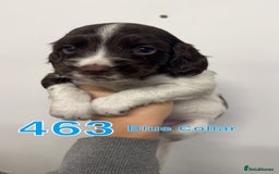 Cocker Spaniel dogs for sale: 9 wonderful cocker spaniel pups - Image 1