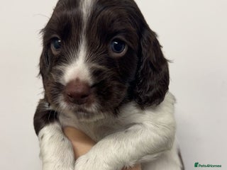 Cocker Spaniel dogs - Advert 25