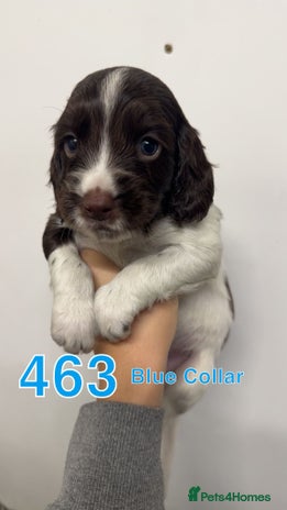 Cocker Spaniel dogs - Advert 2