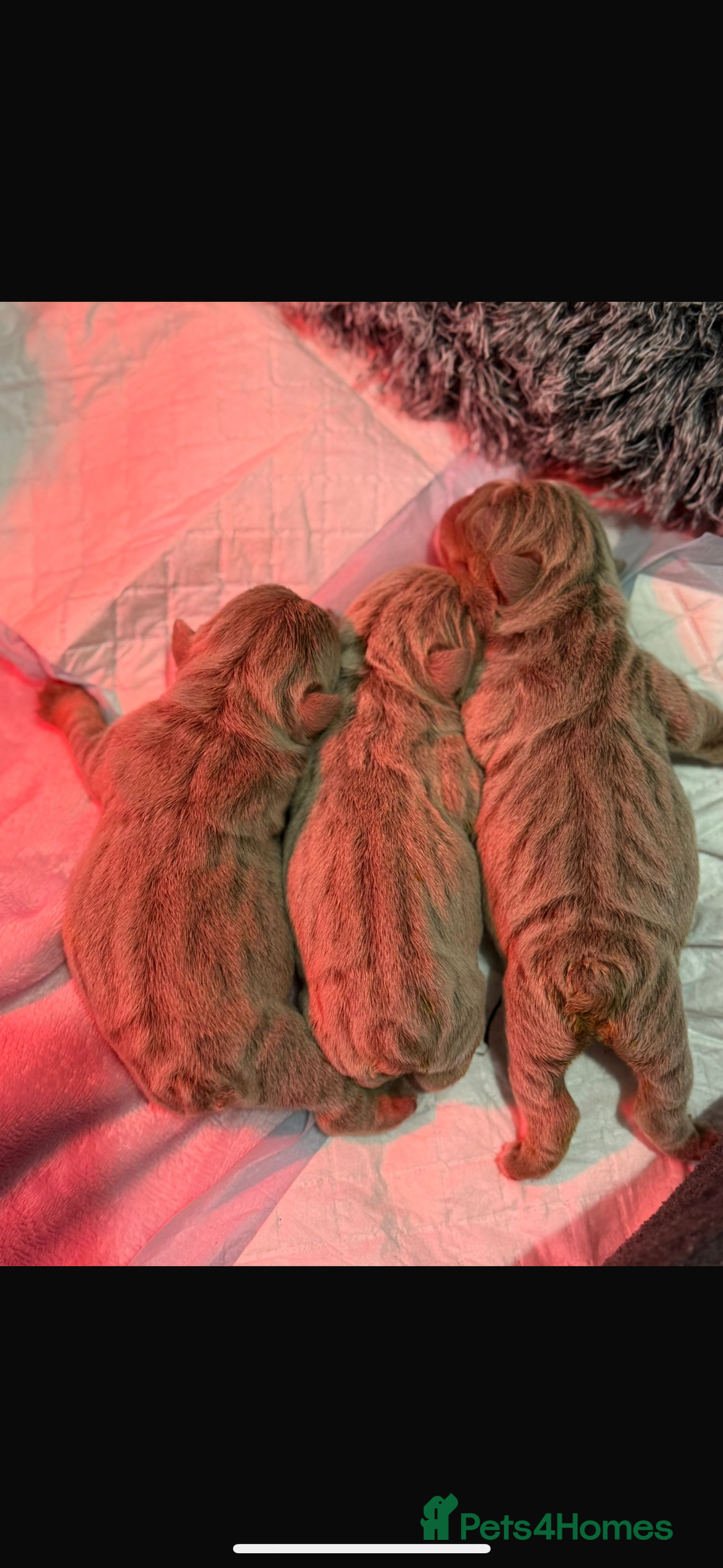 English Bulldog dogs for sale: Fully Suited Lilac & Tan boys  - Image 9